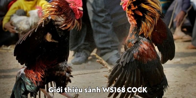 Giới thiệu sơ lược về sảnh WS168 COCK sảnh WS168 COCK đá gà