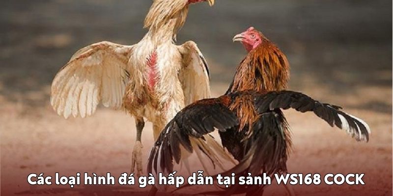 Các loại hình đá gà hấp dẫn tại sảnh WS168 COCK Các loại hình đá gà WS168 COCK