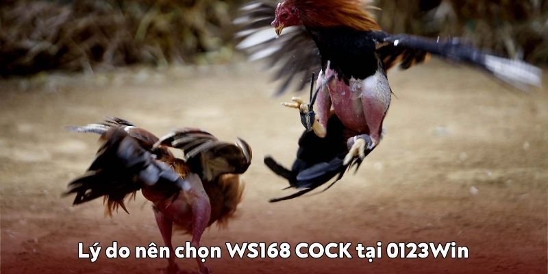 Vì sao nên chọn WS168 COCK tại 0123Win? Vì sao nên chọn WS168 COCK